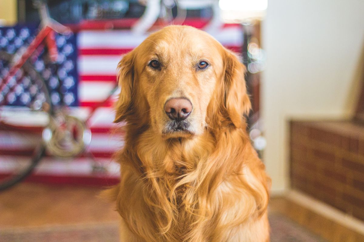 Can You Take a Pet on a Plane? A Complete Guide for Furry-Friendly Flights