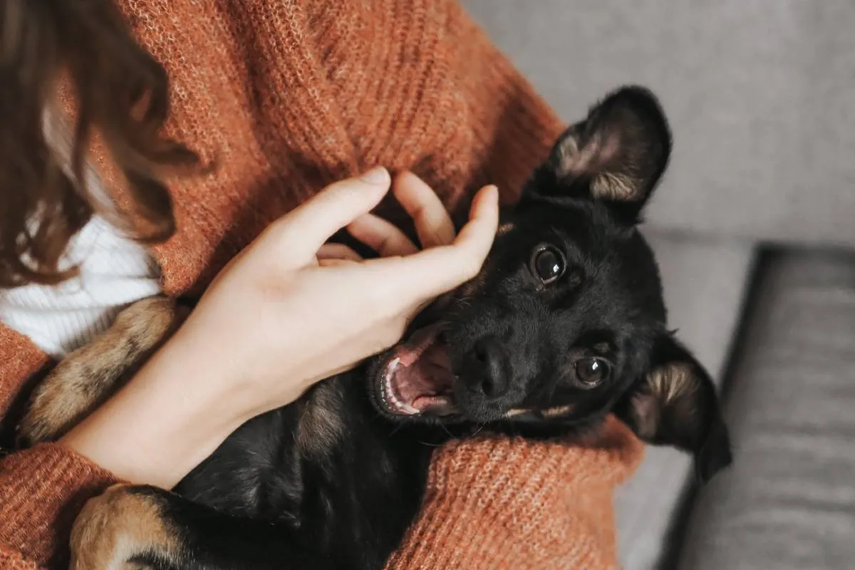 Jet Set Pets: Essential Rules and Savvy Tips for Flying with Your Furry Friends 3 Pet-Friendly Airlines: Choose Wisely