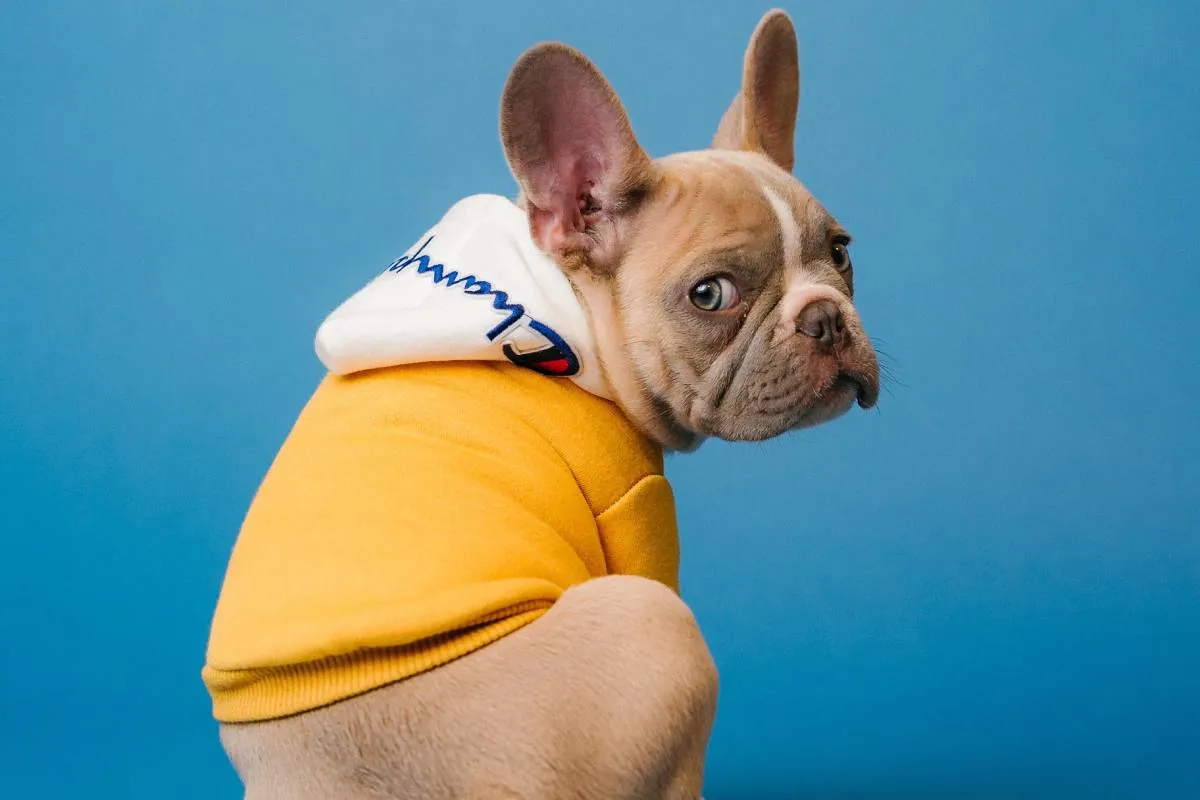 Jet Set Pets: Essential Rules and Savvy Tips for Flying with Your Furry Friends 2 The Ultimate Pet Travel Kit: Packing Essentials
