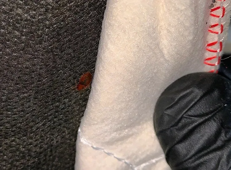 bed bug on a black fabric close-up